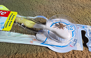 The Toothbrush Spider Horror